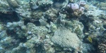 coralscapes thumbnail