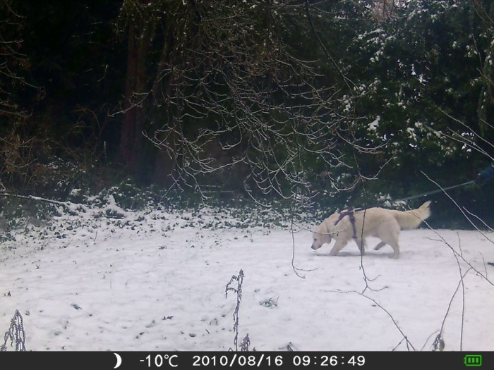 golden retriever in the snow in a camera trap image