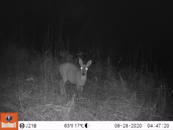 antelope in a camera trap image