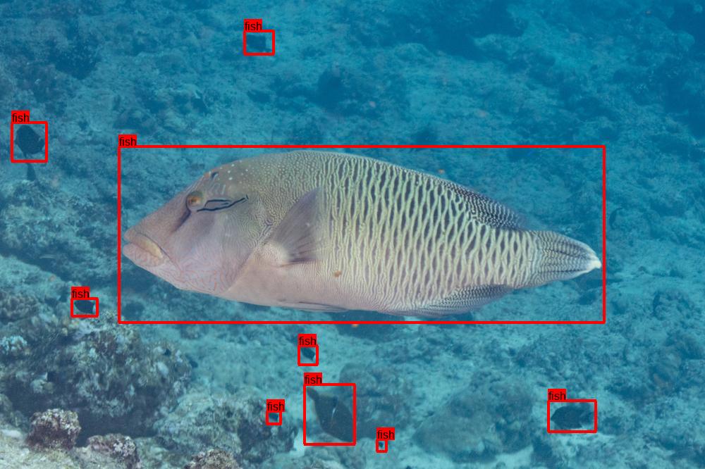 fish with bounding boxes