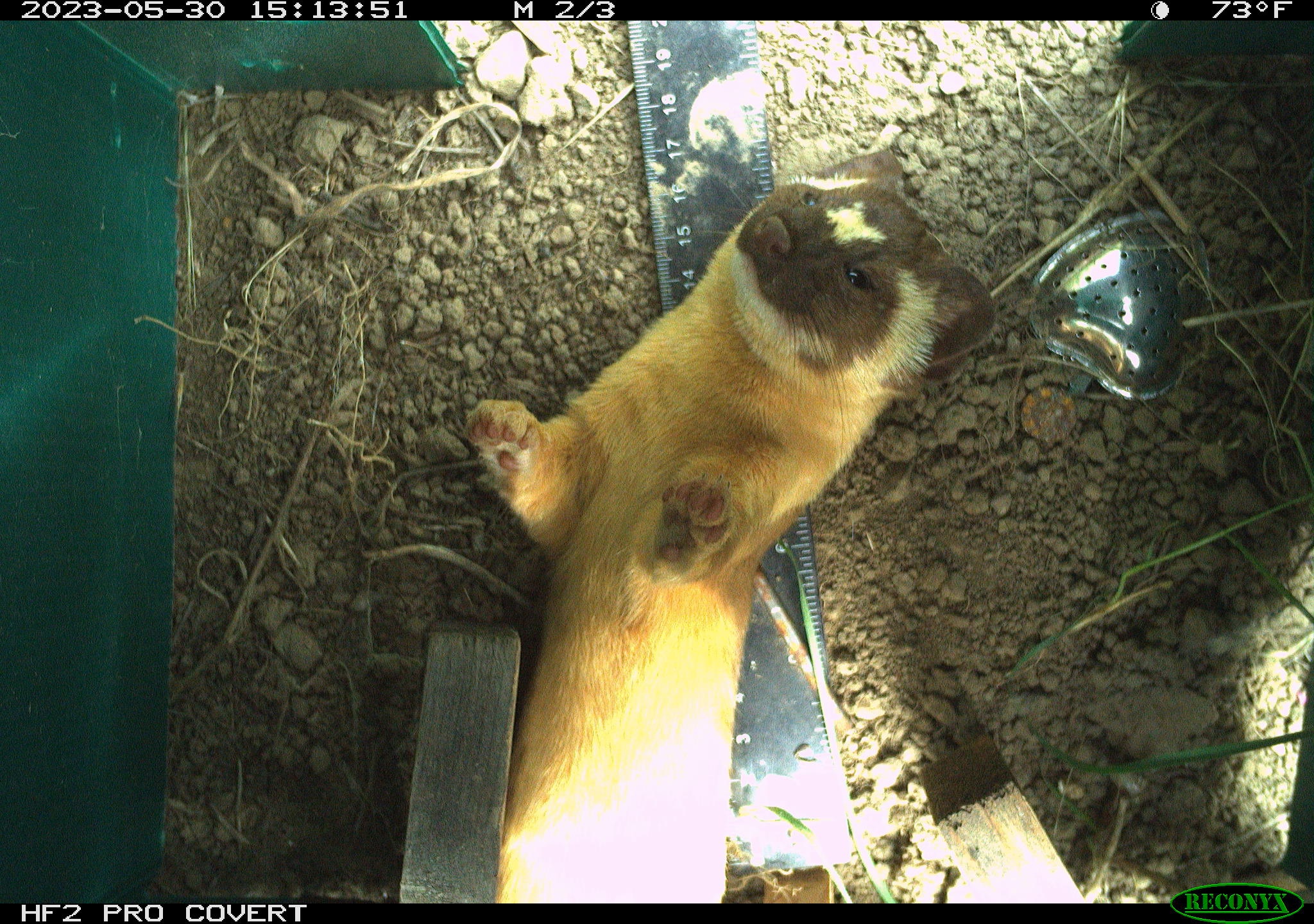 weasel in a camera trap image