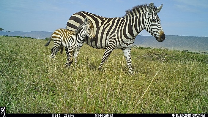 two zebras in a camera trap image