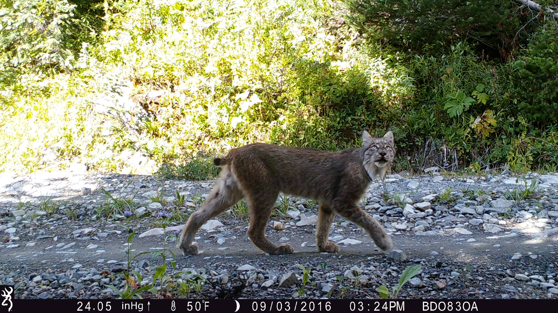 a lynx a camera trap image