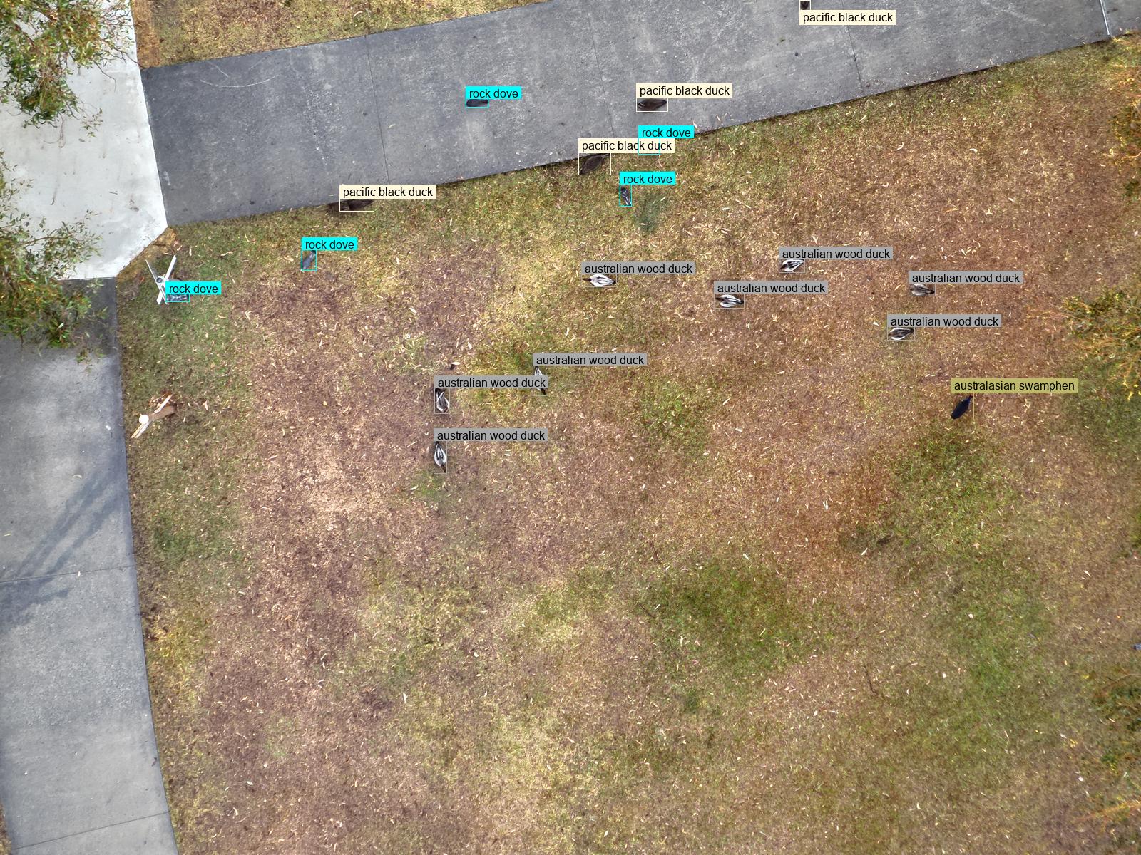 a UAV image with annotated birds