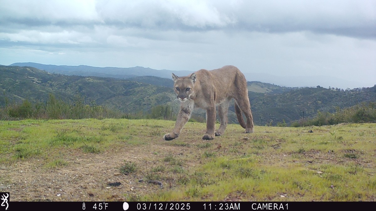 a mountain lion in a camera trap image