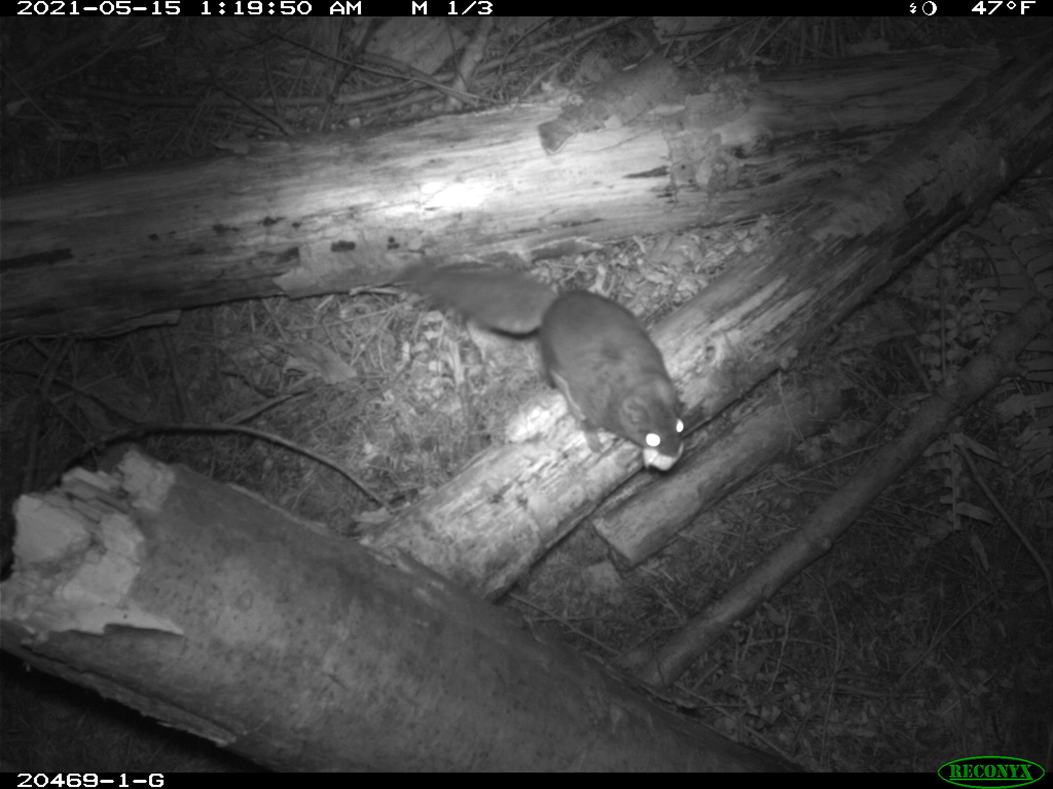 a flying squirrel in a camera trap image
