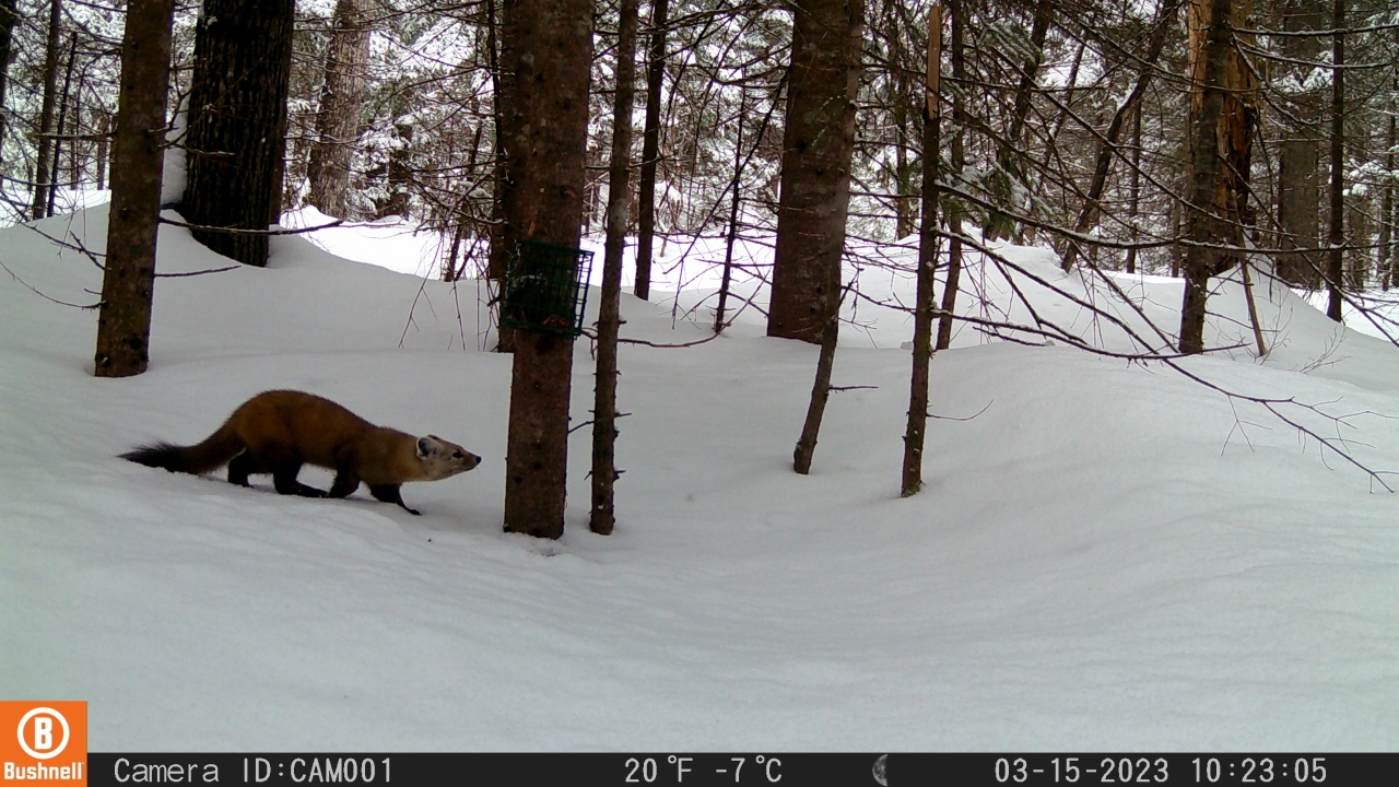 a snowy camera trap image