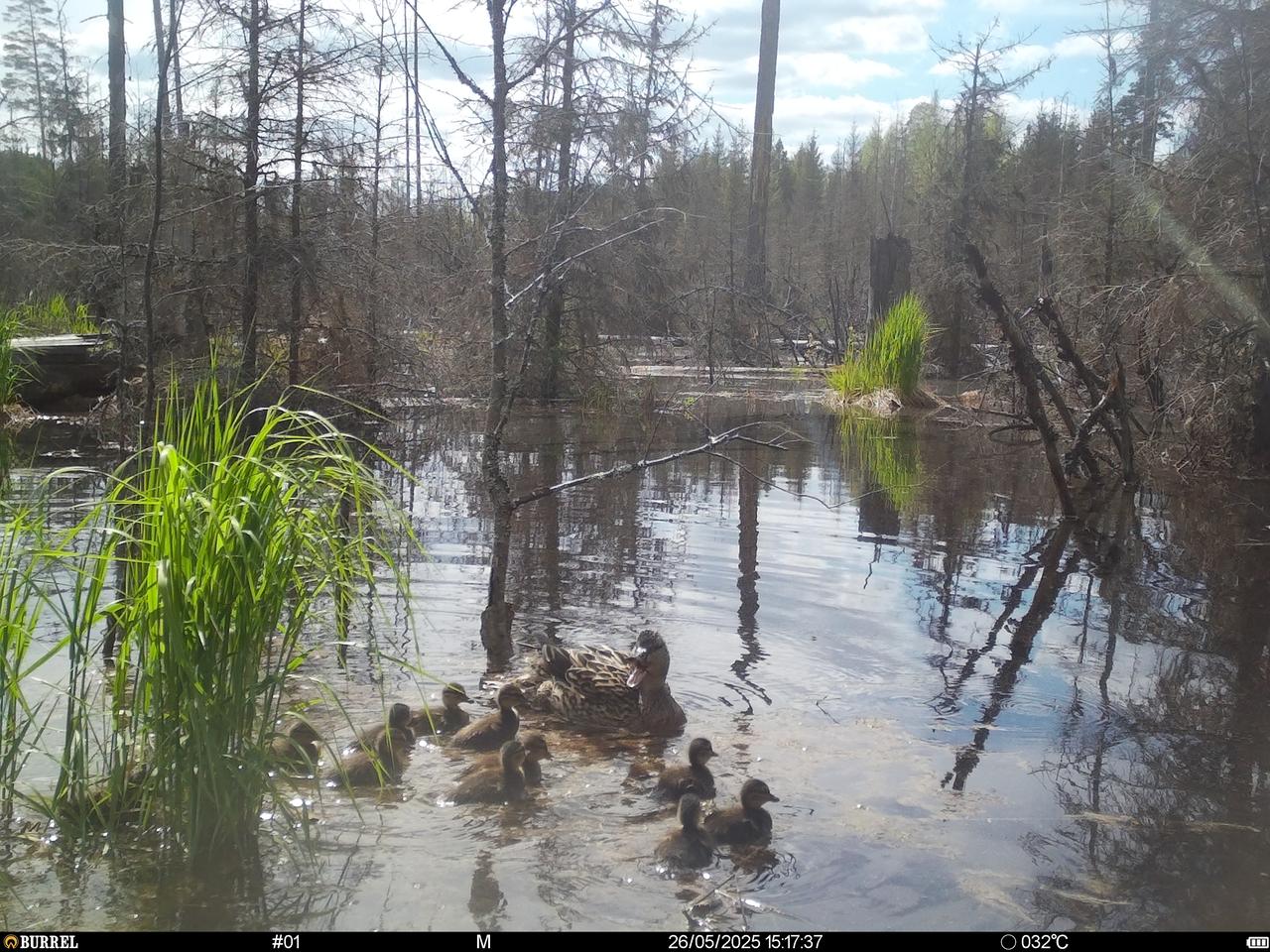 ducks in a camera trap image